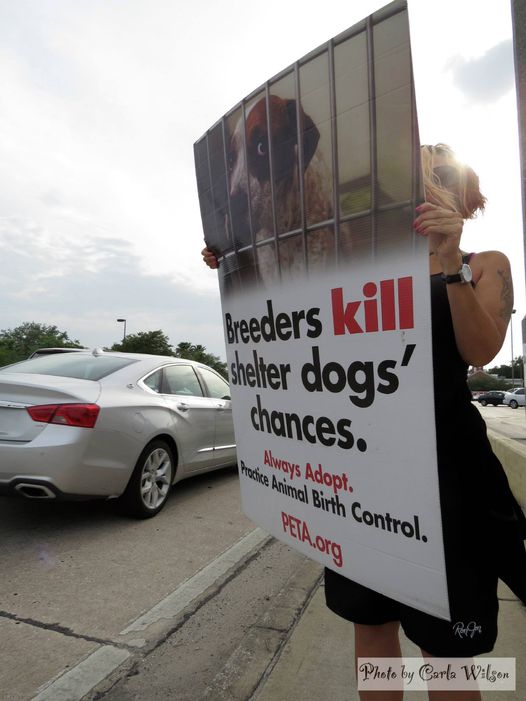 Protest for Animal Rights