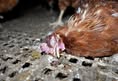 Protest for Animal Rights