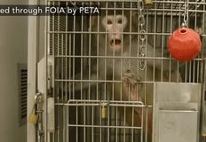 Protest for Animal Rights