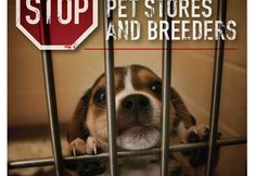 Protest for Animal Rights