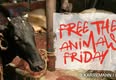 Protest for Animal Rights