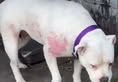 Protest for Animal Rights