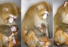 Protest for Animal Rights