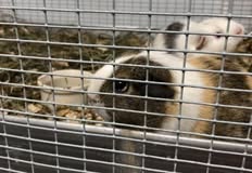 Protest for Animal Rights