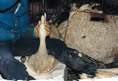 Protest for Animal Rights