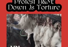 Protest for Animal Rights