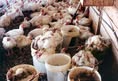 Protest for Animal Rights