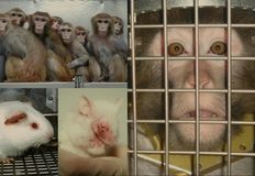 Protest for Animal Rights