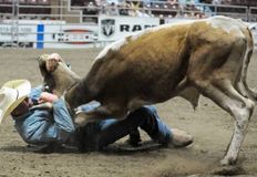 Protest for Animal Rights