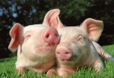 Protest for Animal Rights