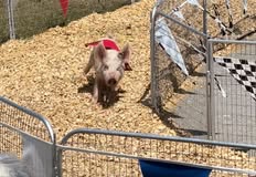 Protest for Animal Rights