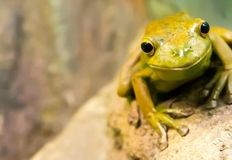 Protest for Animal Rights