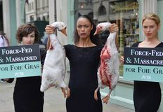 Protest for Animal Rights