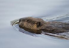 Protest for Animal Rights