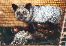 Protest for Animal Rights