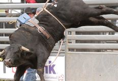 Protest for Animal Rights