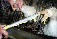 Protest for Animal Rights