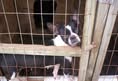 Protest for Animal Rights