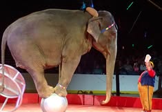 Protest for Animal Rights