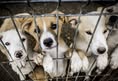 Protest for Animal Rights
