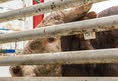 Protest for Animal Rights