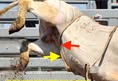 Protest for Animal Rights