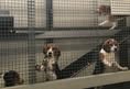 Protest for Animal Rights