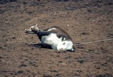 Protest for Animal Rights