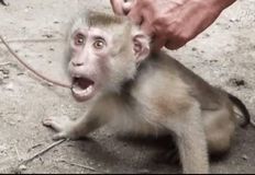 Protest for Animal Rights