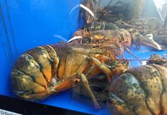 Protest for Animal Rights