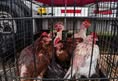 Protest for Animal Rights