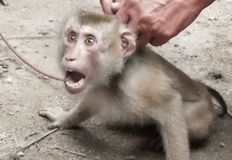 Protest for Animal Rights