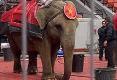 Protest for Animal Rights