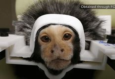 Protest for Animal Rights