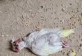 Protest for Animal Rights
