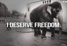 Protest for Animal Rights