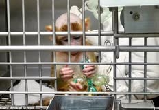 Protest for Animal Rights