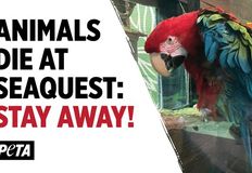 Protest for Animal Rights