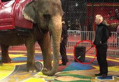 Protest for Animal Rights