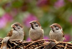 Protest for Animal Rights