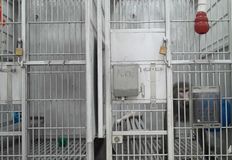 Protest for Animal Rights