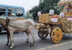 Protest for Animal Rights
