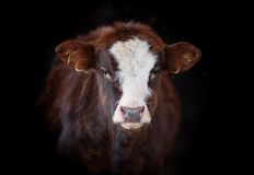 Protest for Animal Rights