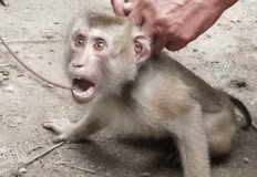 Protest for Animal Rights