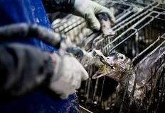 Protest for Animal Rights