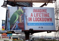 Protest for Animal Rights