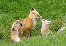 Protest for Animal Rights