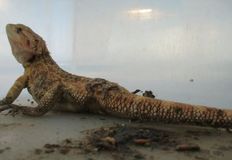 Protest for Animal Rights