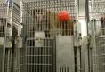 Protest for Animal Rights