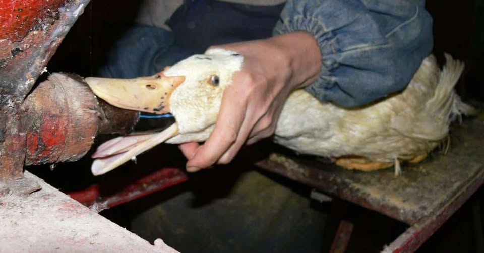 Utah Animal Rights Coalition - UARC
